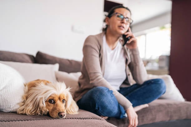 stressed kennel owner calling pet parent about dog
