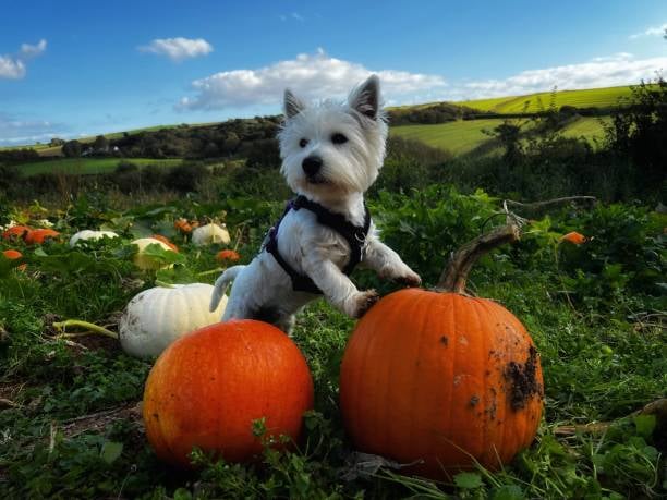 little dog in a harness resting on a pumpkin in a pumpkin patch
