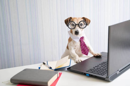 A dog wear glasses and a tie while sitting in front of a laptop