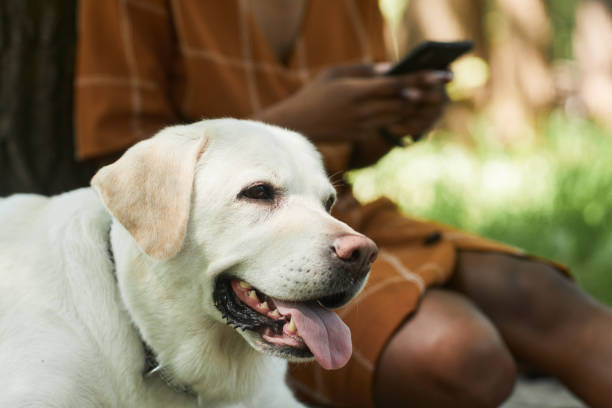 image of woman sending or receiving text behind a smiling dog