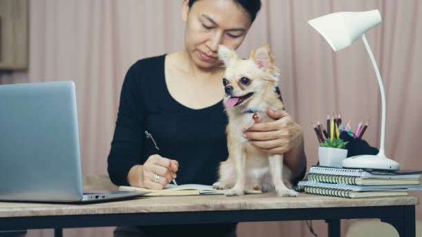 person taking notes at desk with smiling small dog