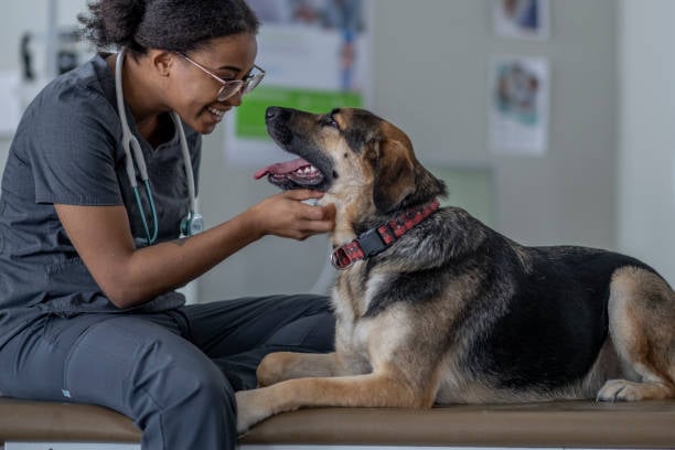 vet smiling with older dog