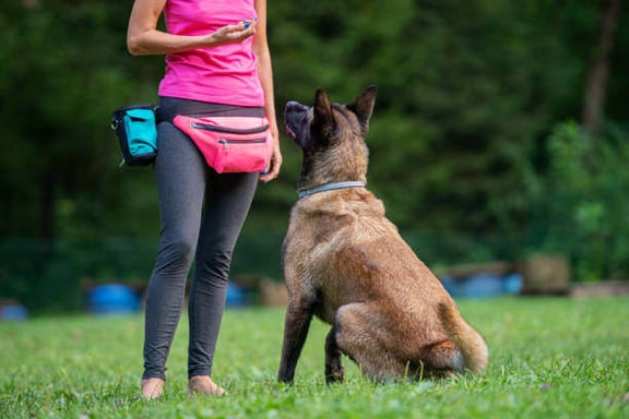 A woman trains a dog outside as it sits in front of her