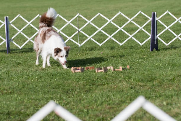 dog working on puzzle toy outside
