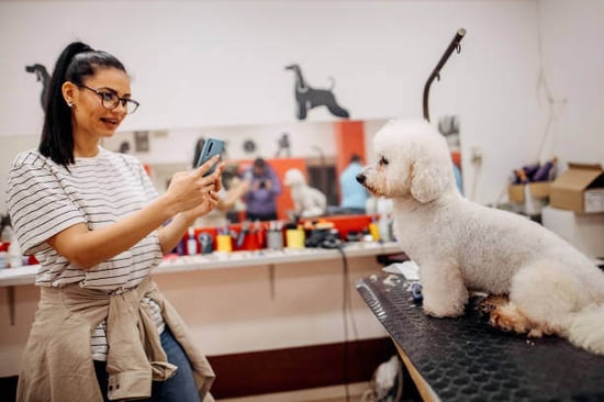 A groomer takes a photo of a dog
