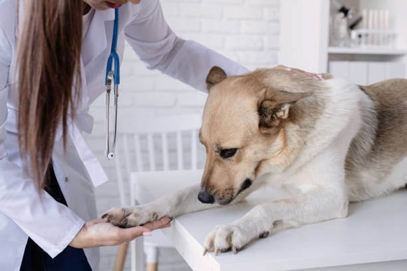 A female veterinarian checks a dog as it sits on an exam table