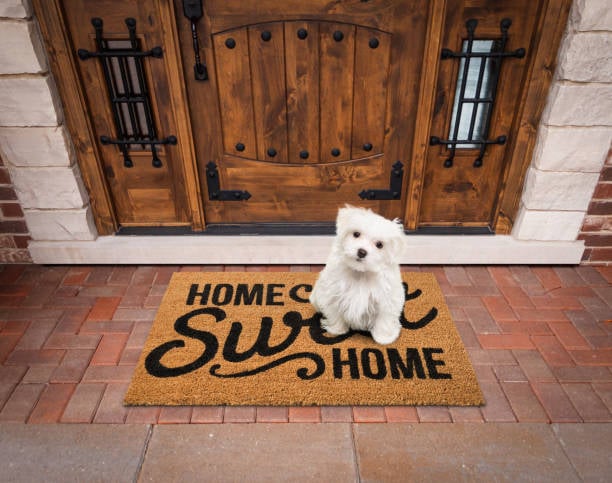 new puppy in front of door at home