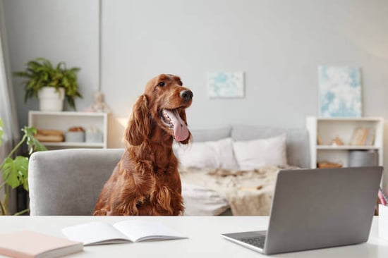 A dog sits in front of a laptop