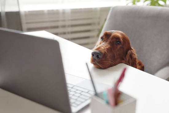 A dog sits in front a computer