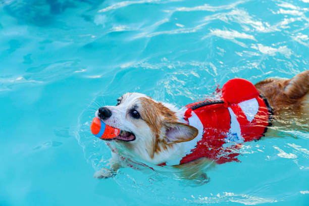 Safe Swimming Practices for Dogs
