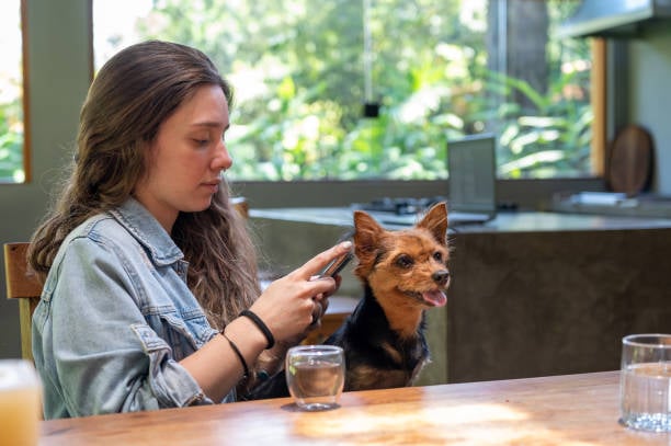 pet parent tipping on phone after dog grooming appointment