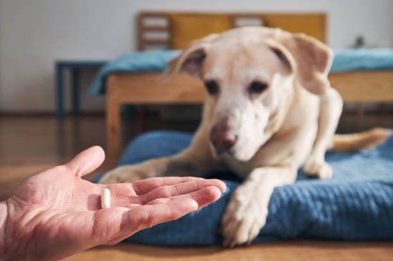 An older dog looks at a pill as a hand holds it in front of them