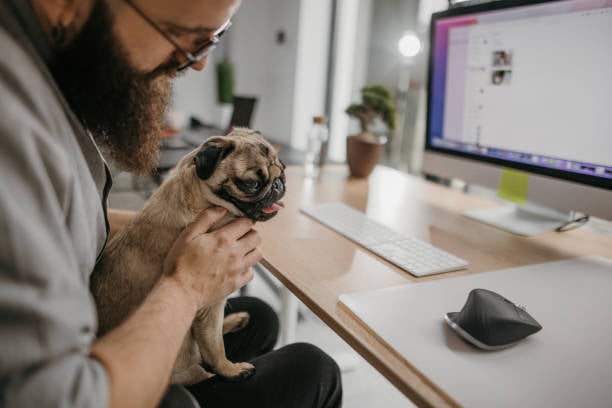 pet-care business manager sits at desk with smiling pug pet ownership, proper training, pet industry, pet sitting business, new business, pet-care business