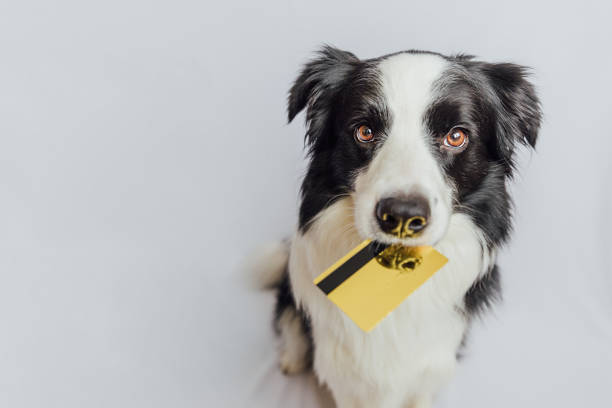 A dog holds a credit card in it's mouth