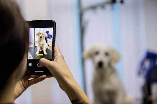 A person takes a photo of a lab puppy sitting on a grooming table