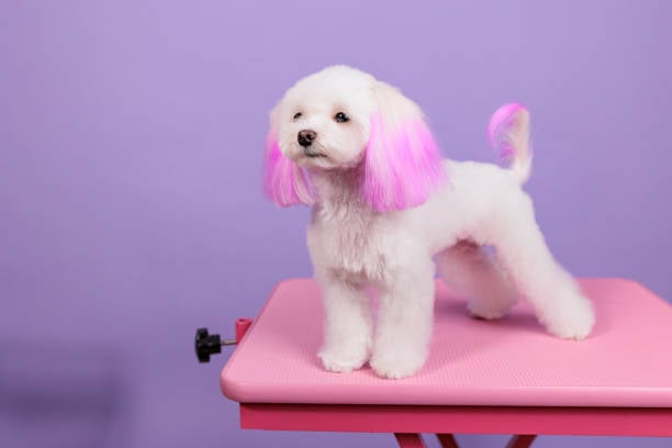 Fur in Fashion: Unleashing Creativity in Dog Grooming