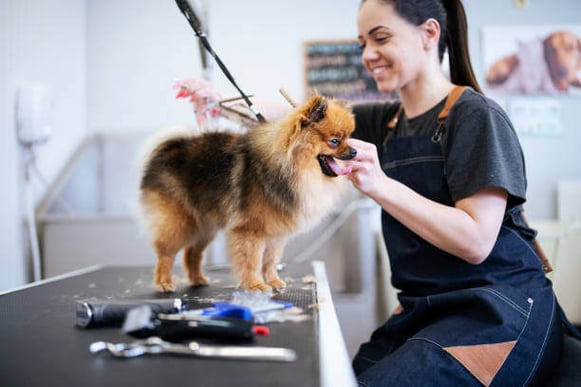 A woman smiles while grooming a dog