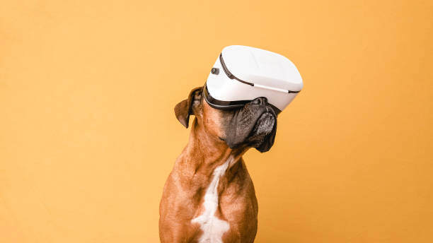 Virtual Reality Experiences for Dogs: The Future of Dog Training?