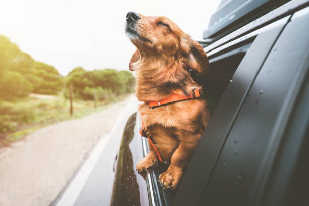 dog on a car ride with his head out the window enjoying the breeze