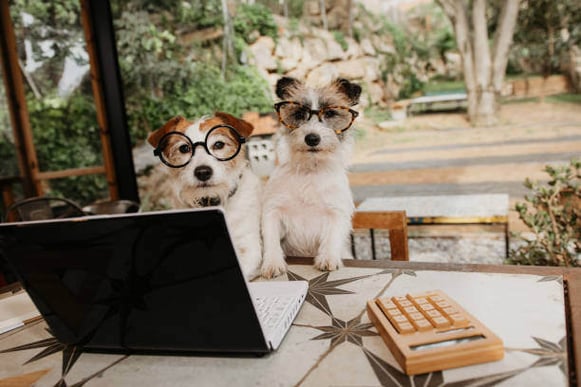 Two dogs wearing glasses sit in front of an open laptop