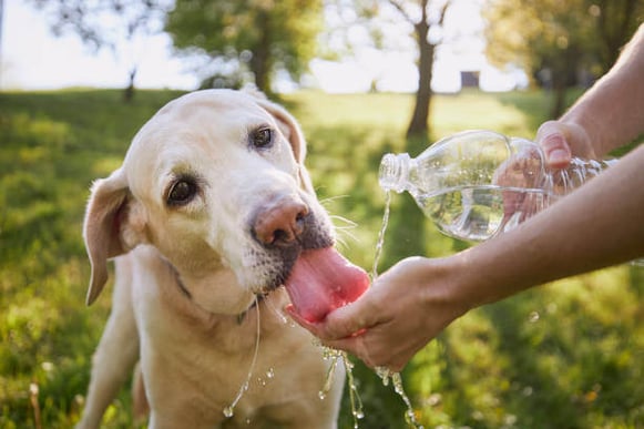 A lab dog drinking water outside from a water bottle held by a person