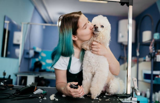 pet-care business groomer prepping dog for pet-safe hair dye