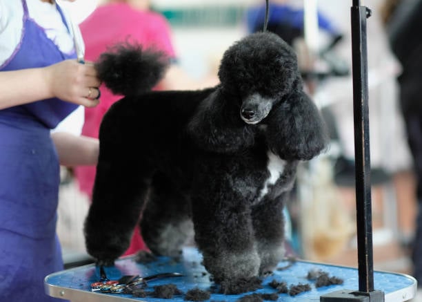 Grooming Expo West example of poodle being groomed
