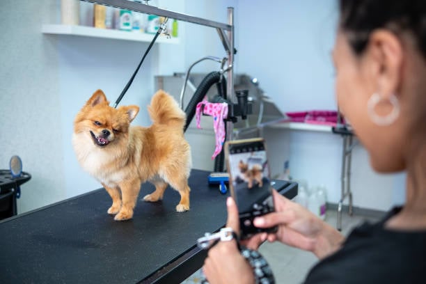 dog groomer taking smartphone photo of freshly groomed pup
