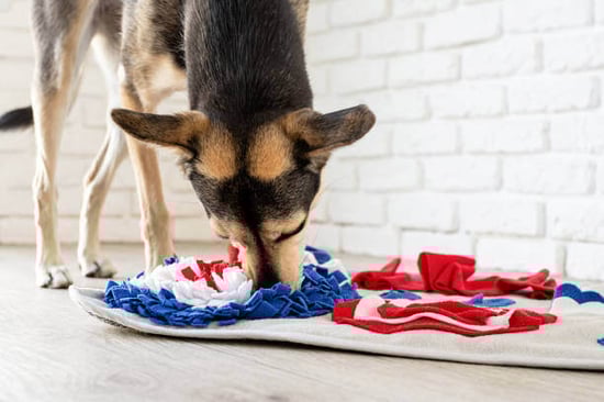 A dog uses a snuffle mat