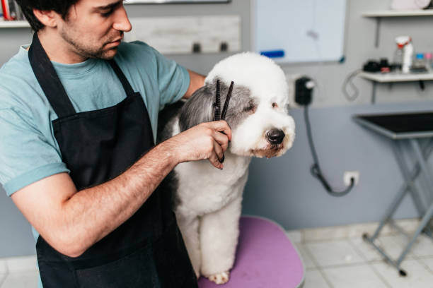 A dog groomer trims a dog's facial fur