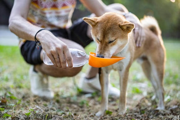 A woman gives her dog water from a portable water bowl