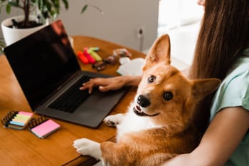 Pet-care software like Gingr can greatly increase revenue, customer satisfaction and customer retention. Benefits: Comprehensive booking systems tailored to the pet-care industry. Allow clients to schedule appointments, reserve boarding slots, and select specific services online. Integration with payment gateways for seamless transactions.