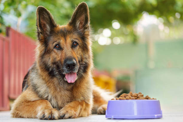 The Future of Pet Food: Innovations and Trends