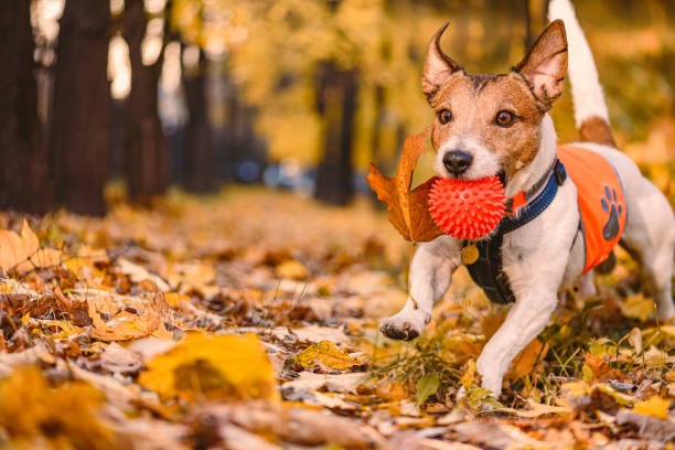 dog playing with ball in autumn leaves