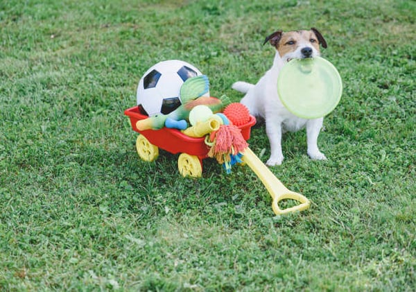 Sustainable Pet Toys and Accessories: A Guide to Eco-Friendly Products