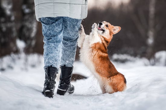 A dog and person play outside in snow