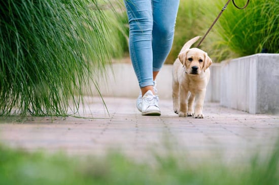 A person walks a puppy outside