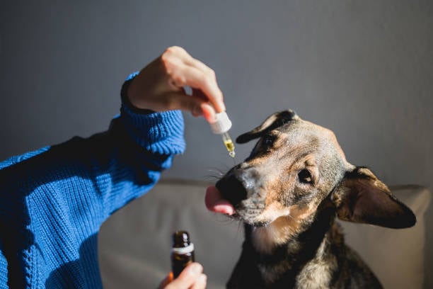caregiver administering liquid medication to a pup