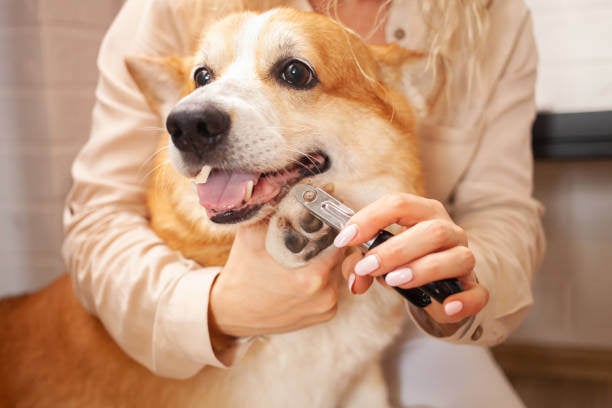 A corgi dog gets it's nails clipped happily because of the how to desensitize dogs to nail trims guide