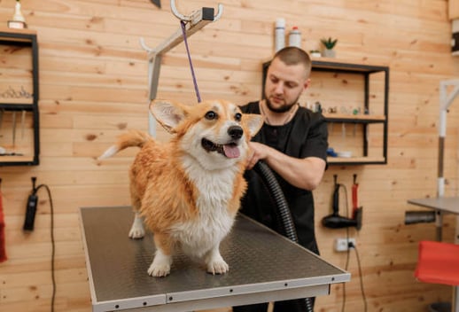 A person grooms a corgi dog that is standing on a grooming table