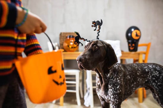 A dog goes trick-or-treating