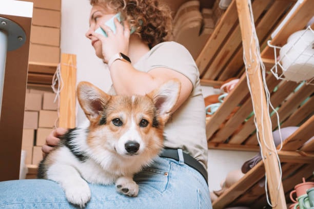 busy pet caregiver on phone with dog on lap