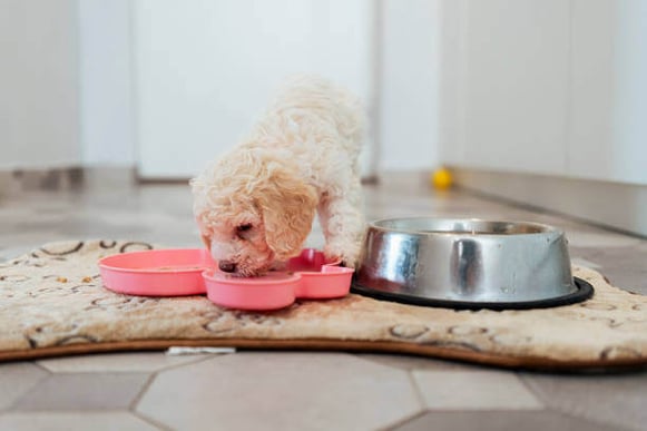 A puppy eats food from a bowl