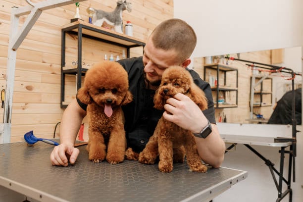 dog groomer spending more time with two dogs