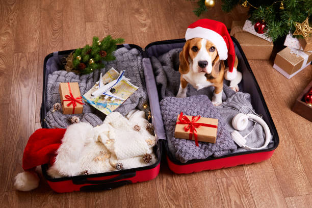 Christmas dog sitting in a suitcase for holiday travel