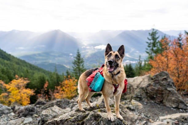 adventurous dog with harness and pockets hiking on a mountain
