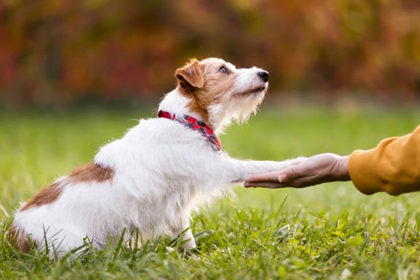 dog placing a paw in a dog trainer's hand
