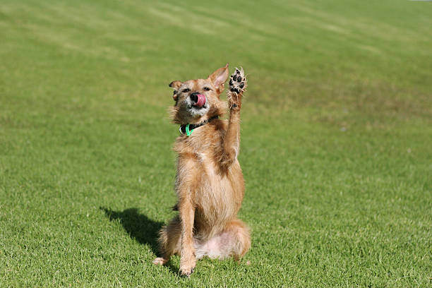 A dog waves while sitting in grass