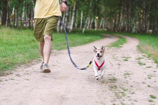 A person walks a dog using a hands-free leash