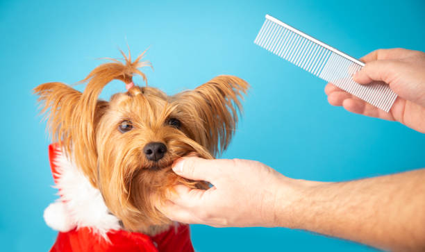 holiday pet grooming